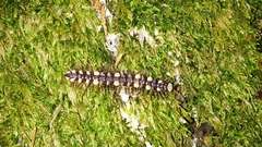 Polydesmus collaris