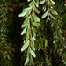 Tmesipteris tannensis - Photo (c) Leon Perrie,  זכויות יוצרים חלקיות (CC BY-NC-SA), uploaded by Leon Perrie