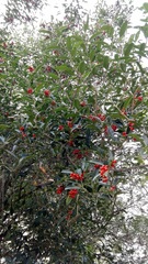 Citharexylum montevidense