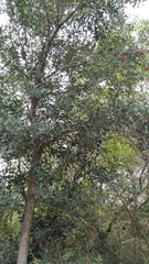 Citharexylum montevidense