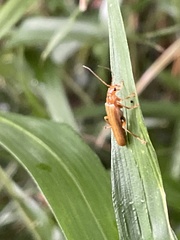 Lycocerus vitellinus