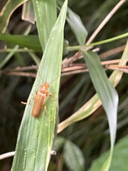 Lycocerus vitellinus