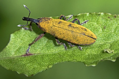 Lixus linearis