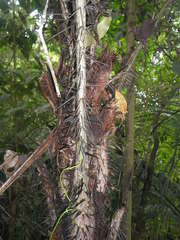 Astrocaryum mexicanum