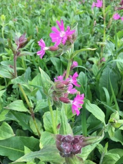 Silene dioica