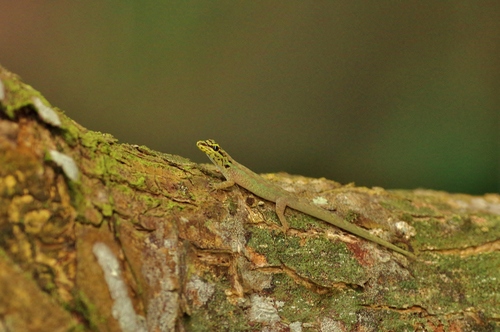Annobon Dwarf Gecko, Lygodactylus thomensis