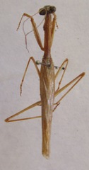 Schizomantodea