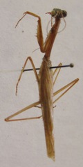 Schizomantodea