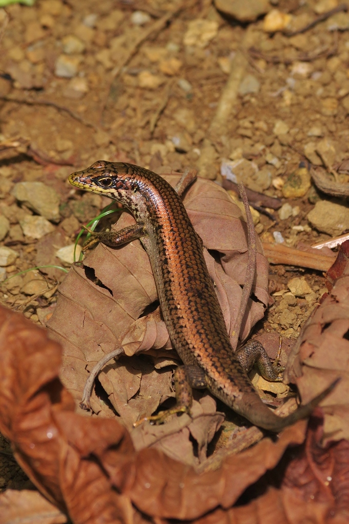 Adamastor Skink