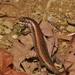 Adamastor Skink - Photo (c) Thibaud Aronson, some rights reserved (CC BY-SA), uploaded by Thibaud Aronson