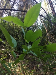 Calycanthus occidentalis