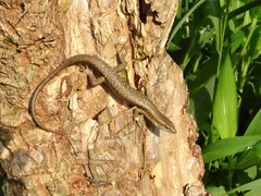 Trachylepis thomensis