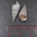 Pleuroceridae - Photo (c) Vitaly Charny, osa oikeuksista pidätetään (CC BY-NC), lähettänyt Vitaly Charny