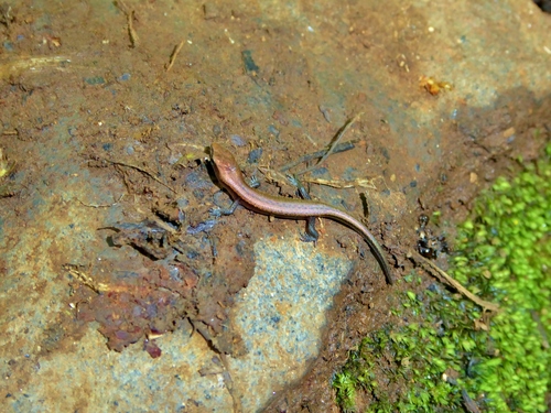 Panaspis thomensis