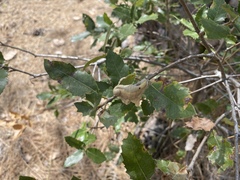 Heteroecus dasydactyli