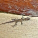 São Tomé Dwarf Gecko - Photo (c) Thibaud Aronson, some rights reserved (CC BY-SA), uploaded by Thibaud Aronson