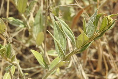 Bouvardia ternifolia