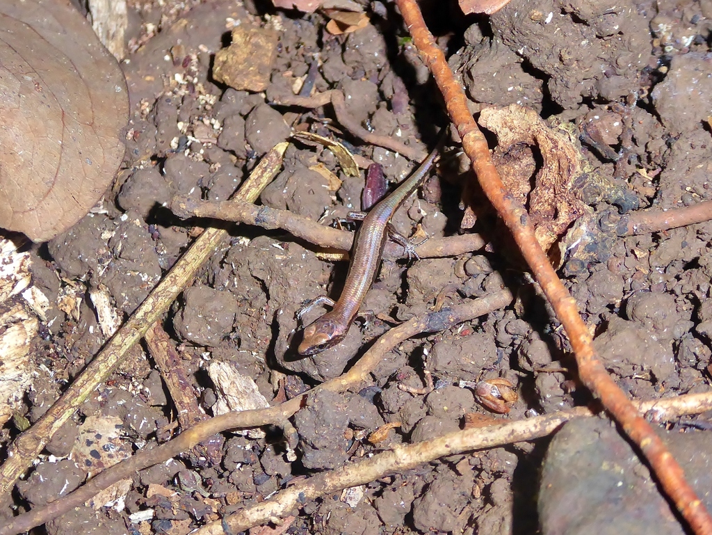 Guinea Lidless Skink