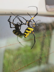 Trichonephila turneri