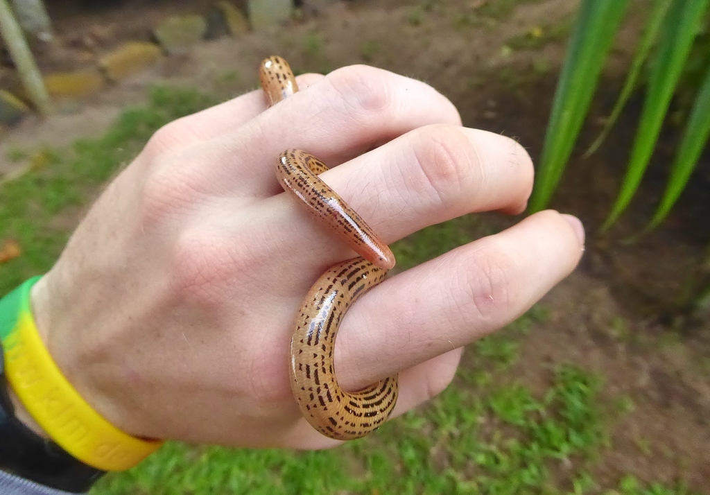 Elegant Worm Snake