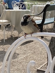 Passer domesticus