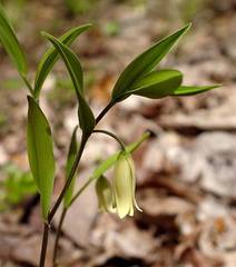 Uvularia puberula