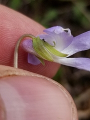 Viola affinis