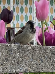 Passer domesticus