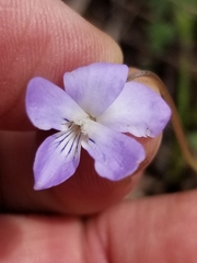 Viola affinis
