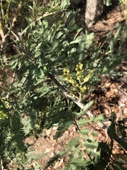 Acacia filicifolia