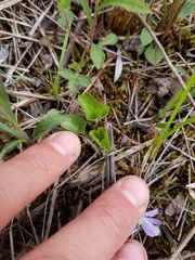Viola affinis