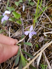Viola affinis