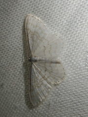 Asthena albulata