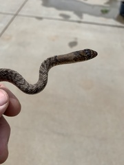 Masticophis flagellum