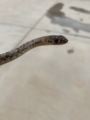 Masticophis flagellum