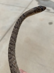 Masticophis flagellum