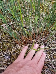 Juncus balticus littoralis