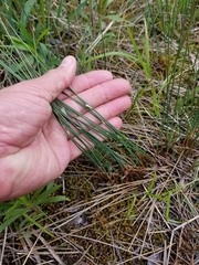 Juncus balticus littoralis