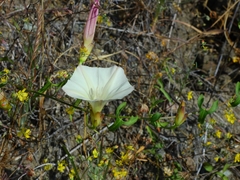 Calystegia occidentalis occidentalis