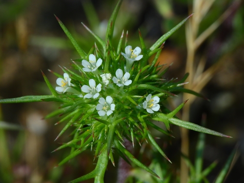 paradox navarretia (Navarretia paradoxinota)