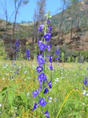 Delphinium uliginosum