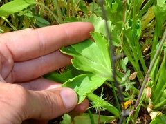 Delphinium uliginosum