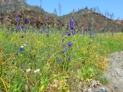 Delphinium uliginosum