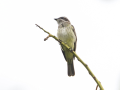 Legatus leucophaius