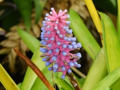 Aechmea gamosepala