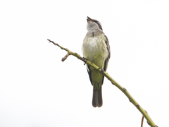 Legatus leucophaius