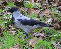 Corvus cornix