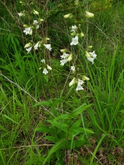 Penstemon pallidus