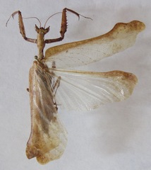 Pseudacanthops