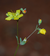 Hesperolinon sharsmithiae